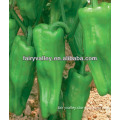 Cold Resistance Bell Pepper Seeds For Sale Suitable For Winter Greenhouse Cultivation-First 405